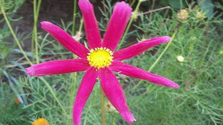 flower
