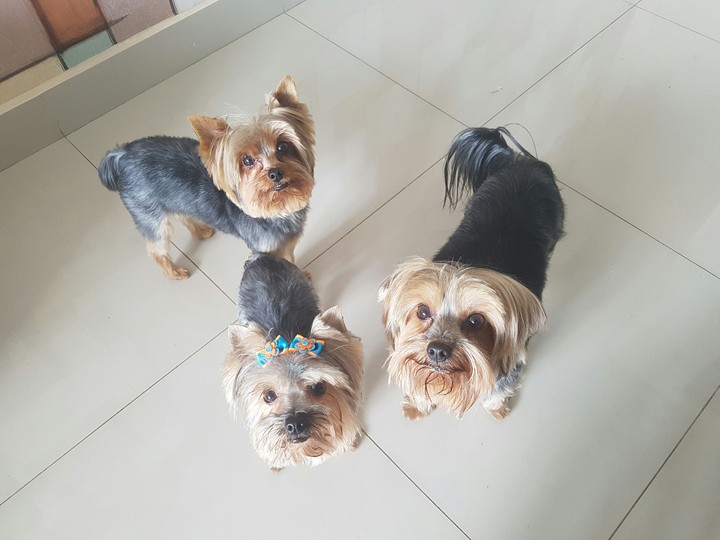 Yorkshire Terrier
