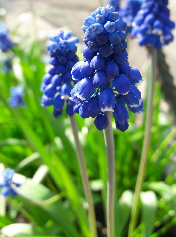 Muscari
