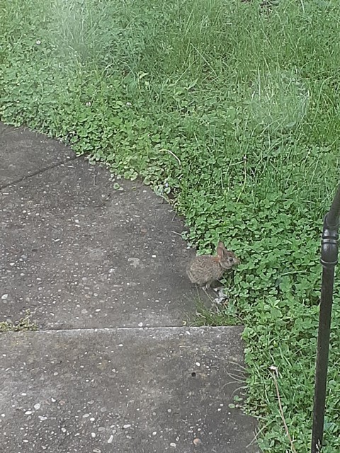 Baby Bunny