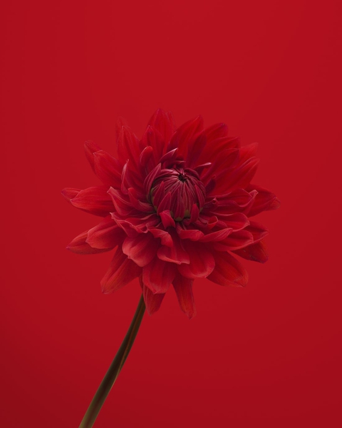 RED❤️