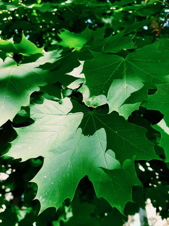 green