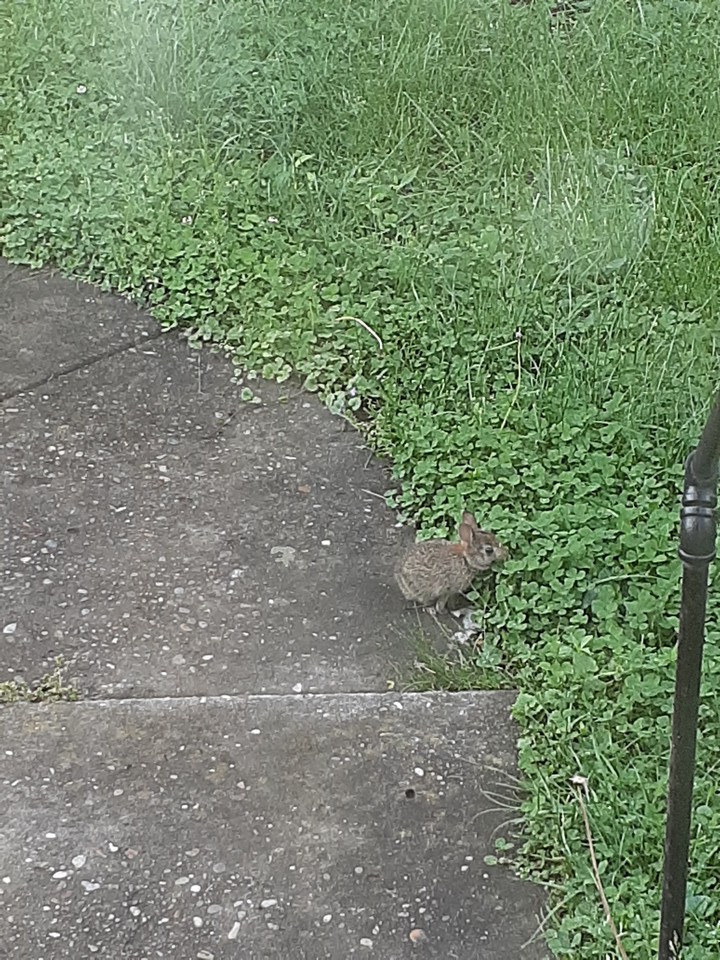 Baby Bunny