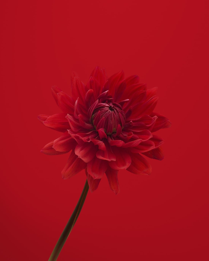 RED❤️