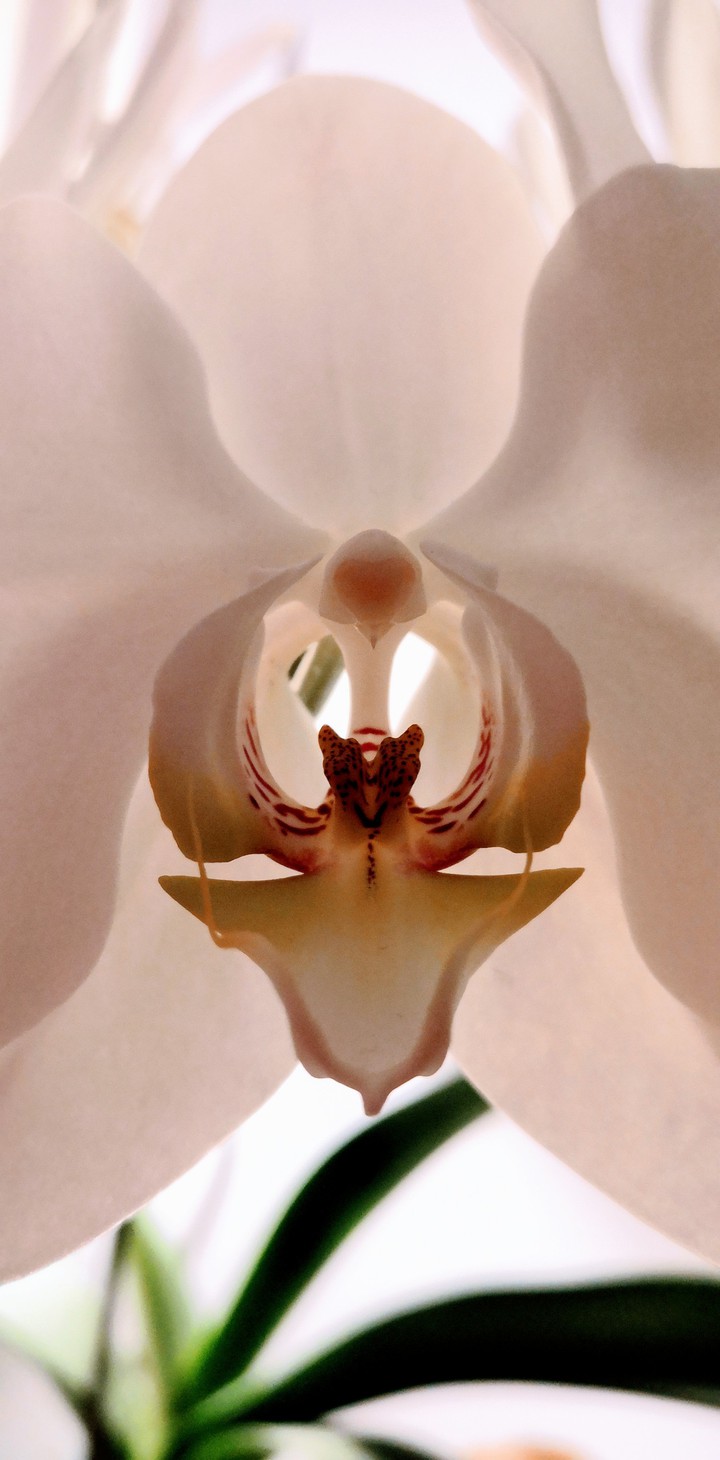 Orchid