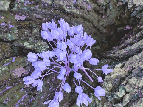 purple bloom