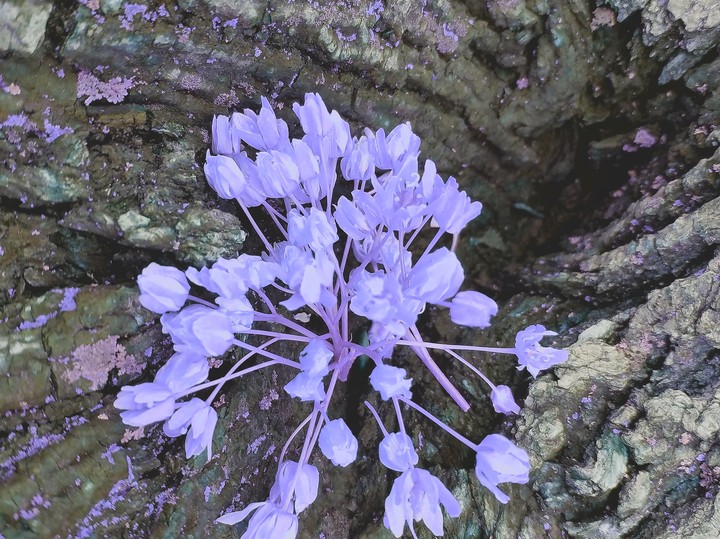 purple bloom