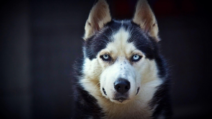 Husky