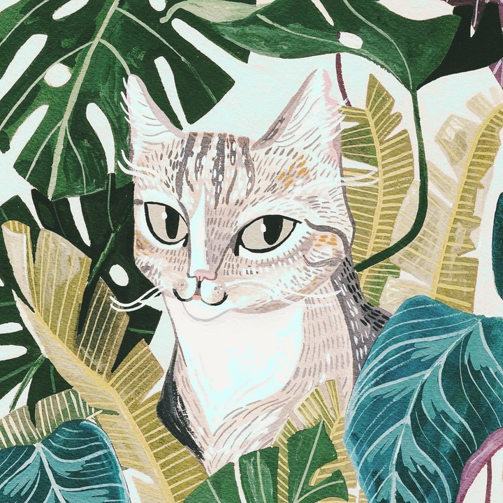 cat