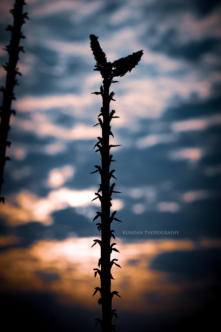 Plant