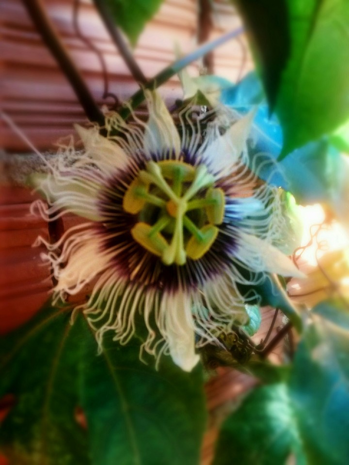 Passion flower