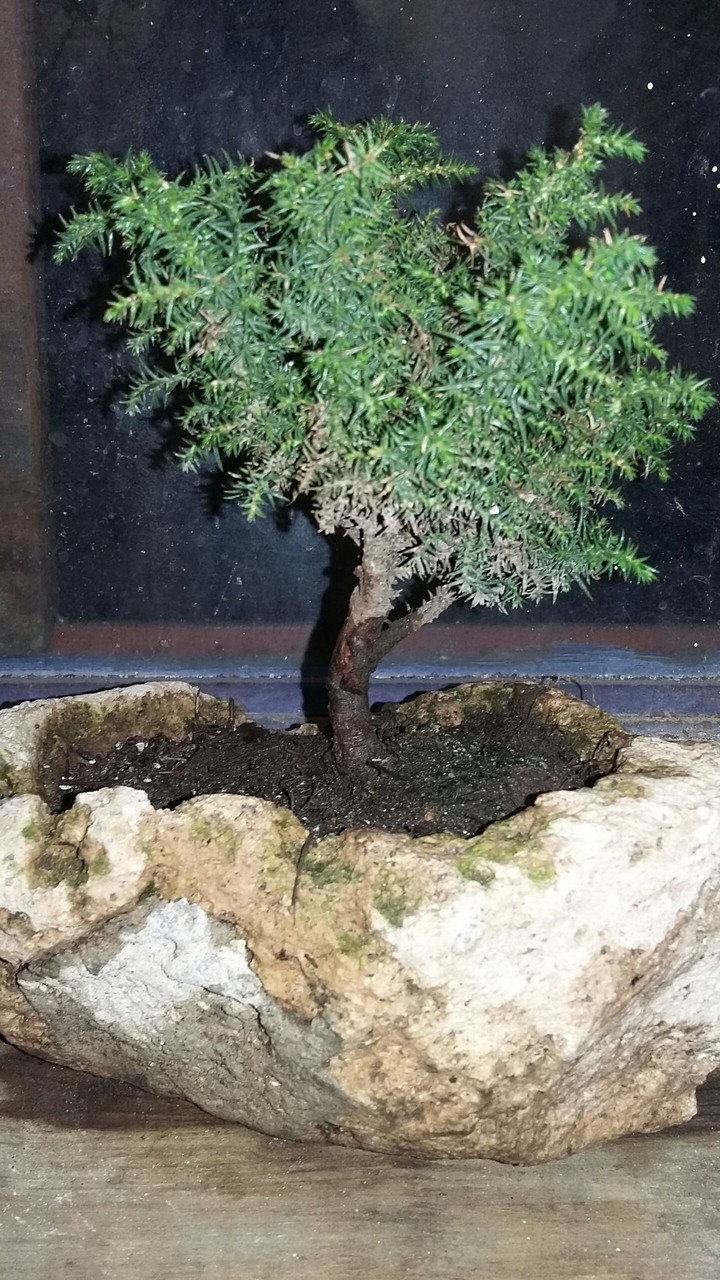 Little tree