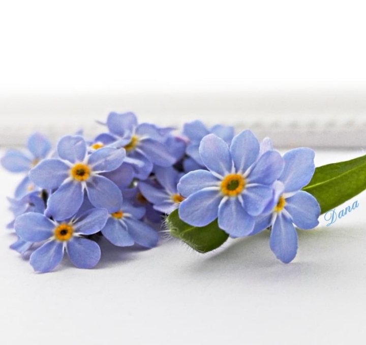 forget-me-not