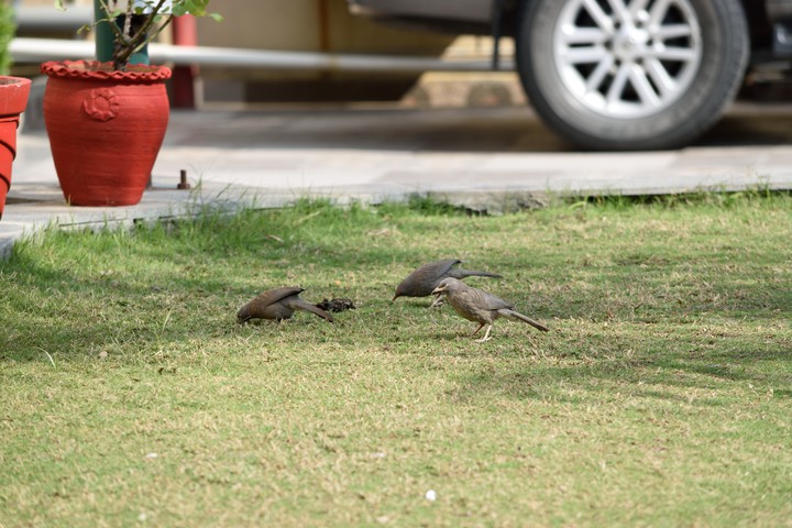 birds love