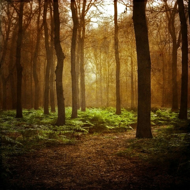 forêt