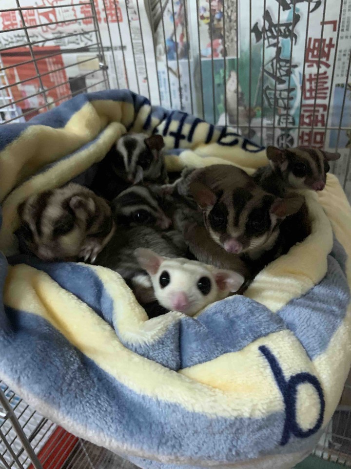 sugar glider 蜜袋鼯