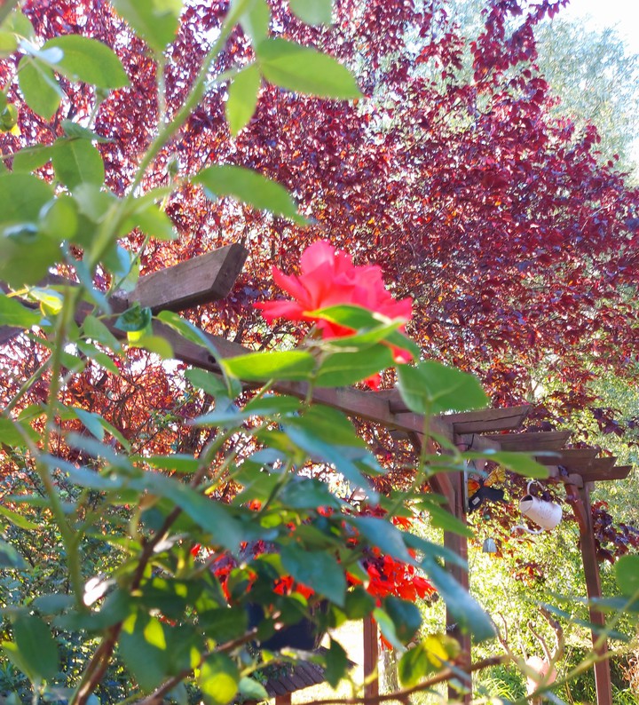 Rose versteckt