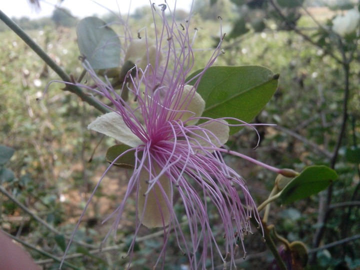 nature's gift