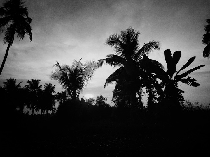 coconut trees