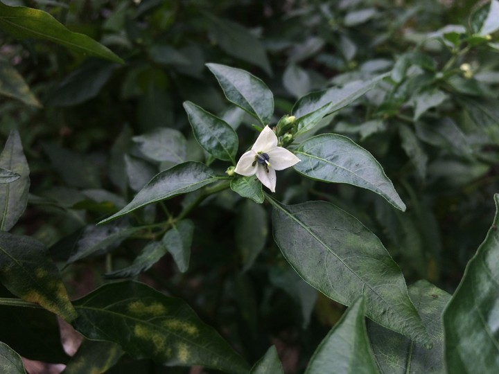 Small white