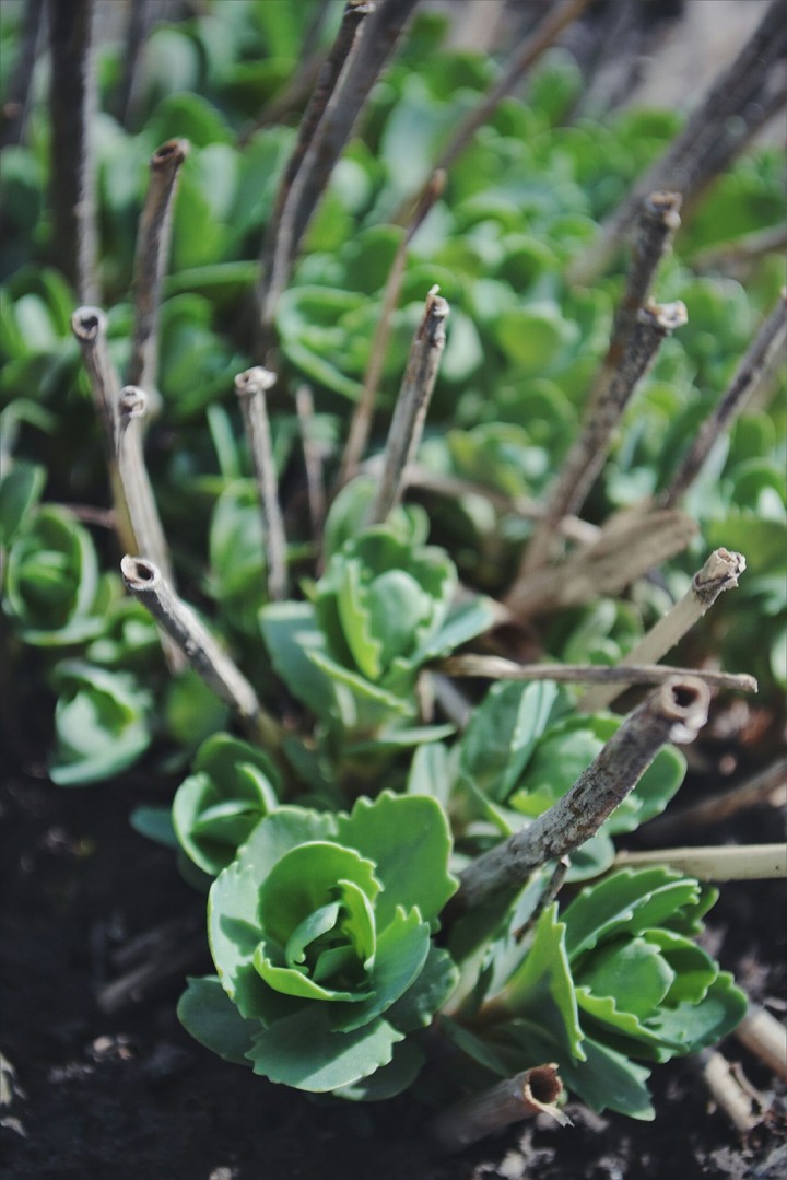 Green miracle
