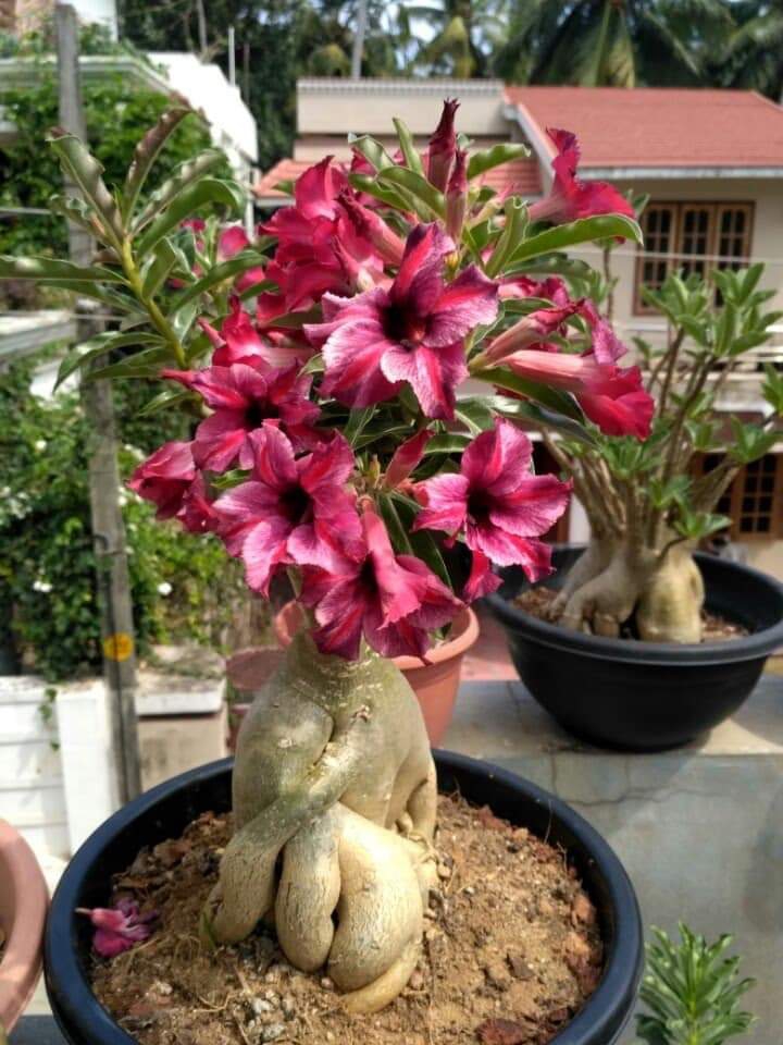 Adenium