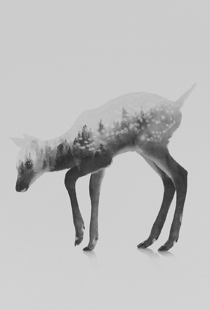 Fawn
