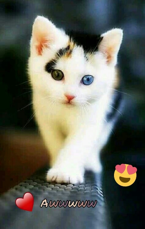 i loooove pets!!!!