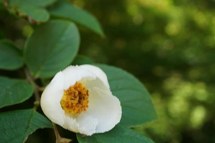 "Stewartia pseudo-camellia"