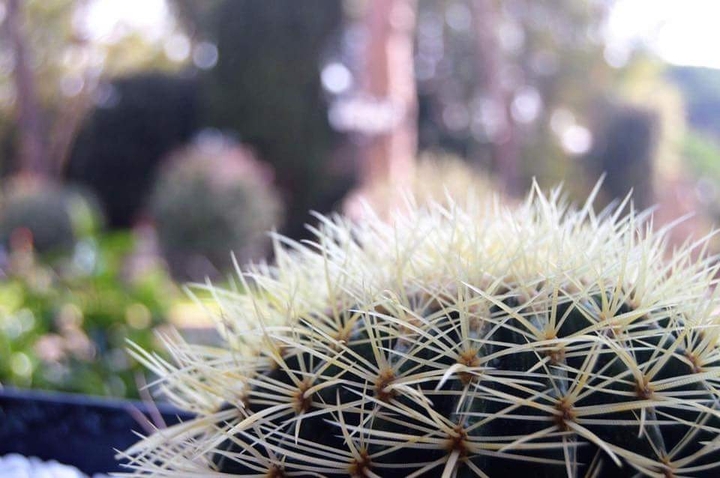 cactus