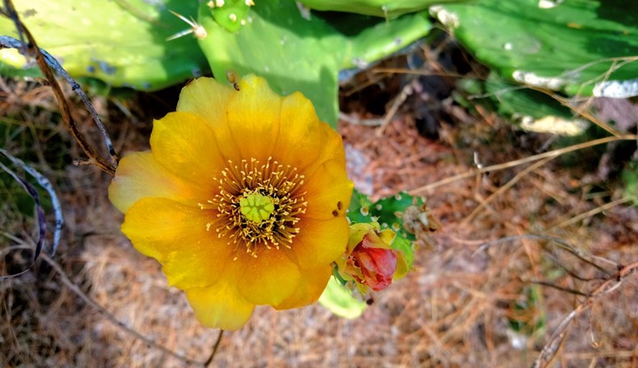 FLOR DE NOPAL, SAN LORENZO, GRO.