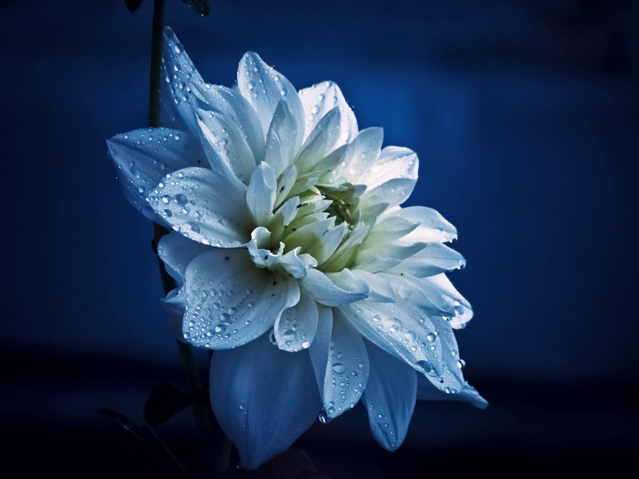 White Flower.