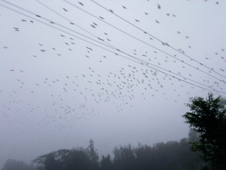 my village  morning time