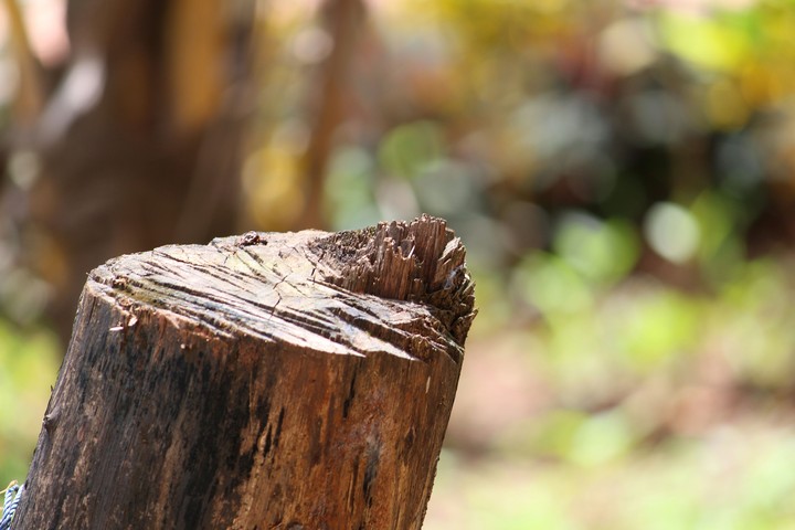 tree