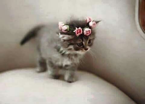 mignon