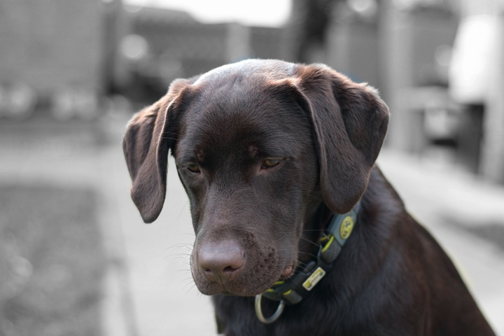 Labradormädchen Cora