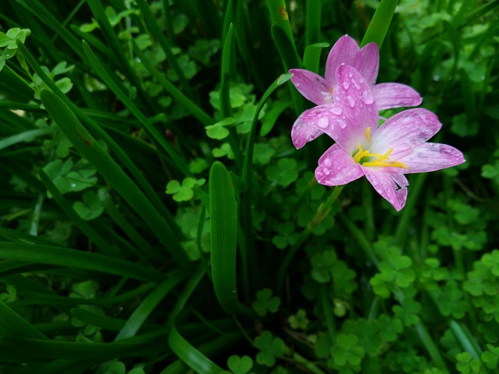 pink flowers in green background