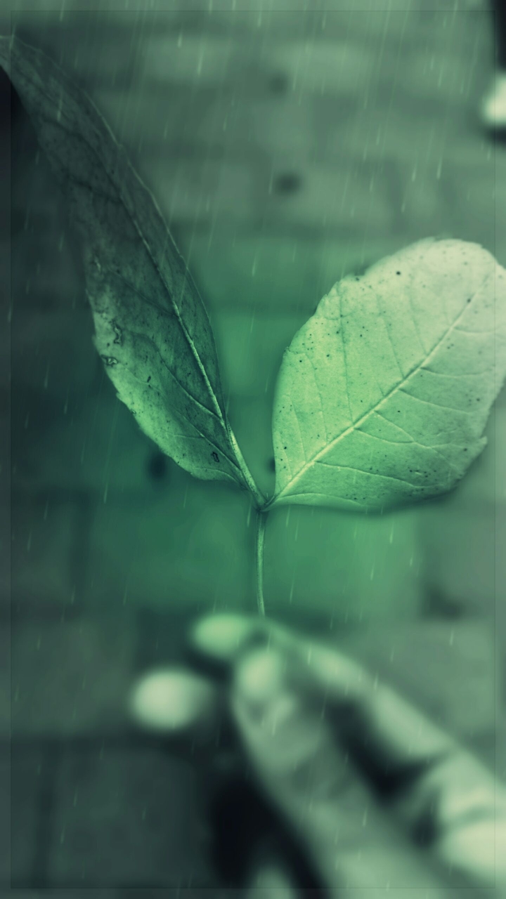 Leaf