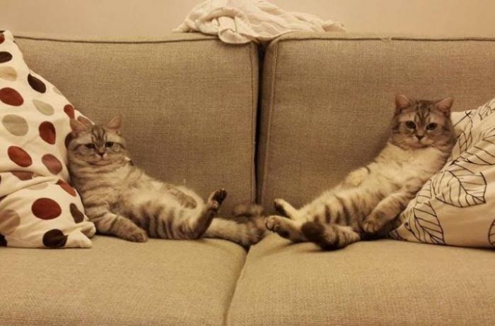 猫