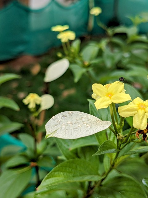 tapety botany, leaf