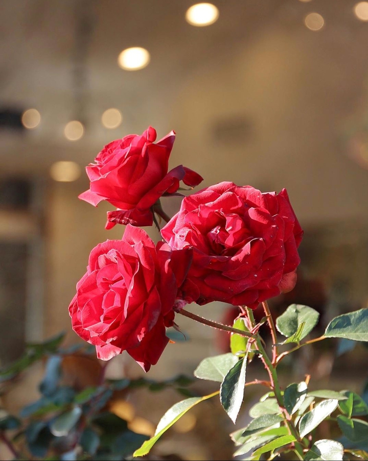 Roses