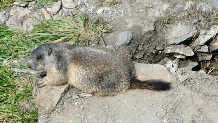 Ureinwohner die Murmeltiere