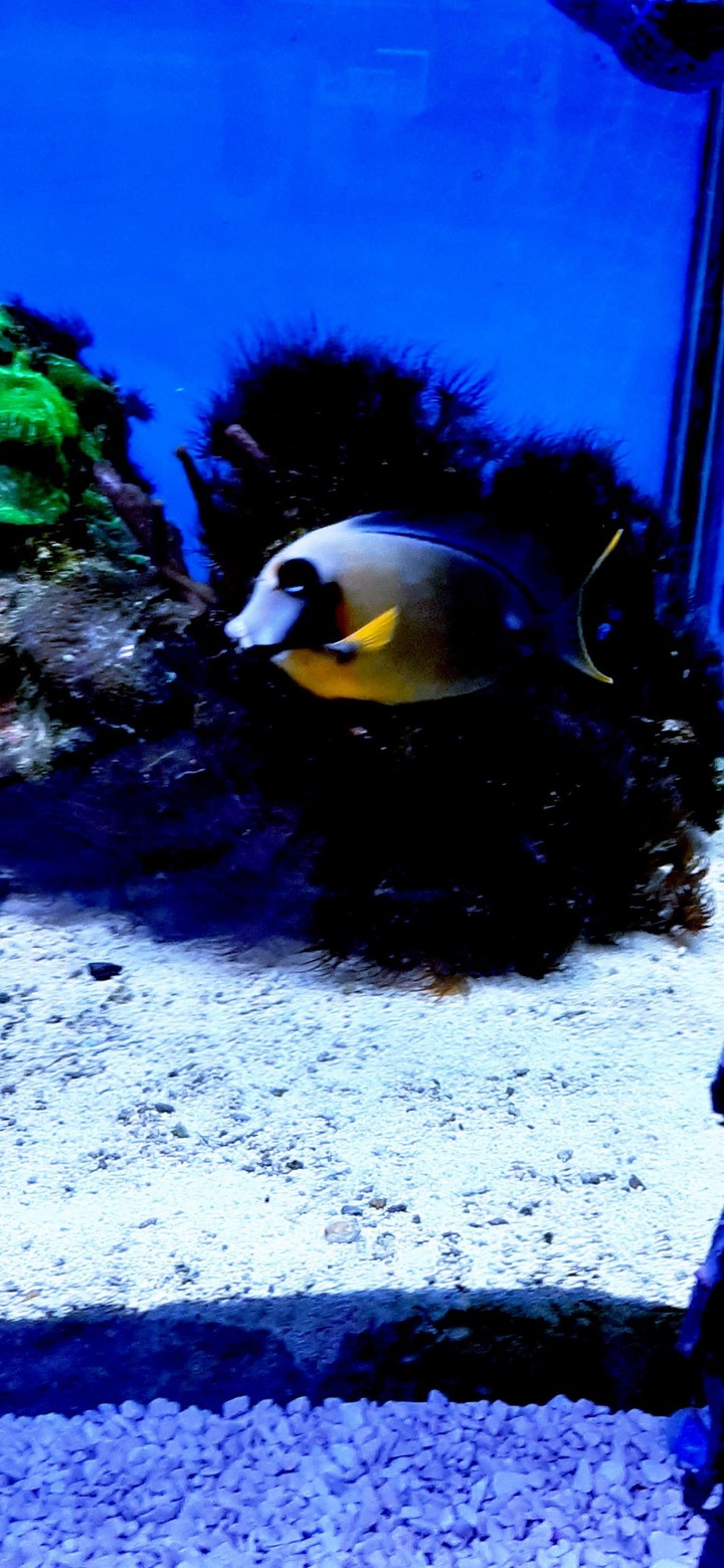 fish