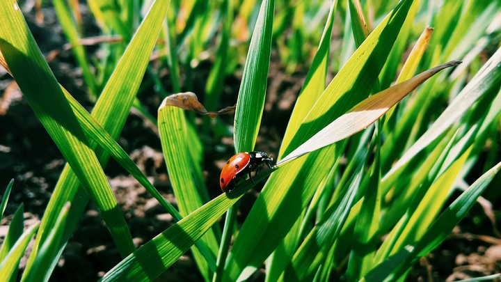 hello miss Ladybug
