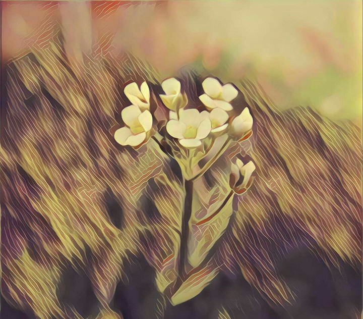 flora