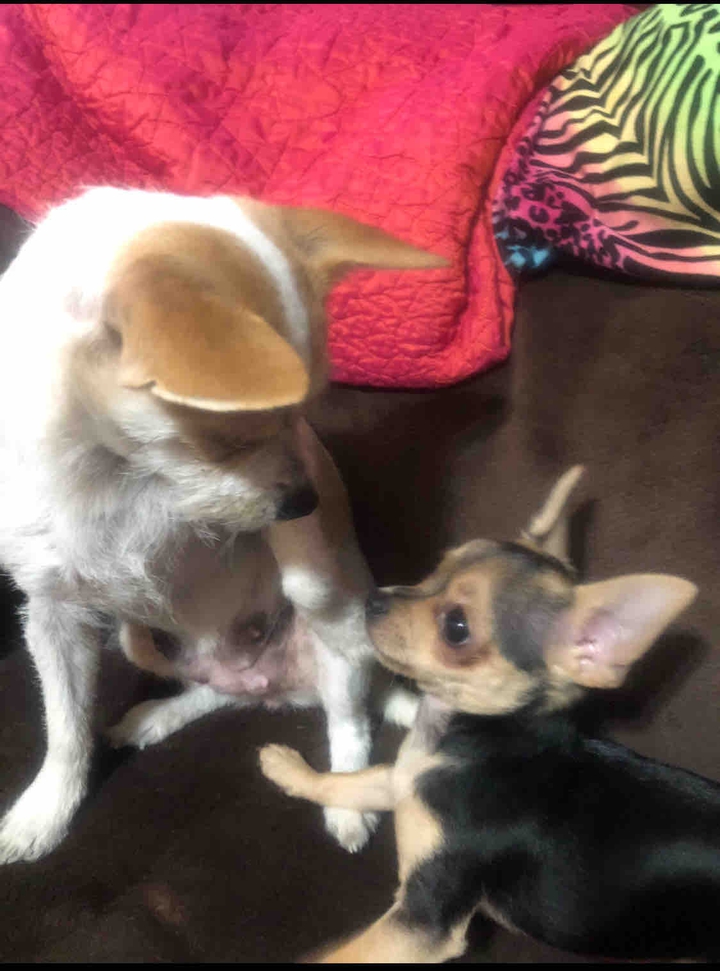 ponchos first kiss