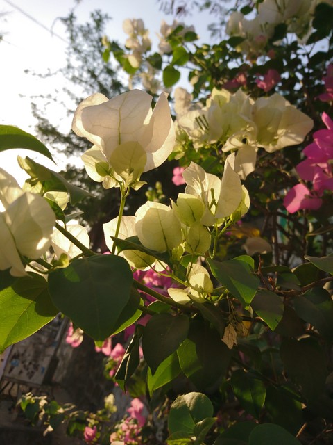 flower_power_lover