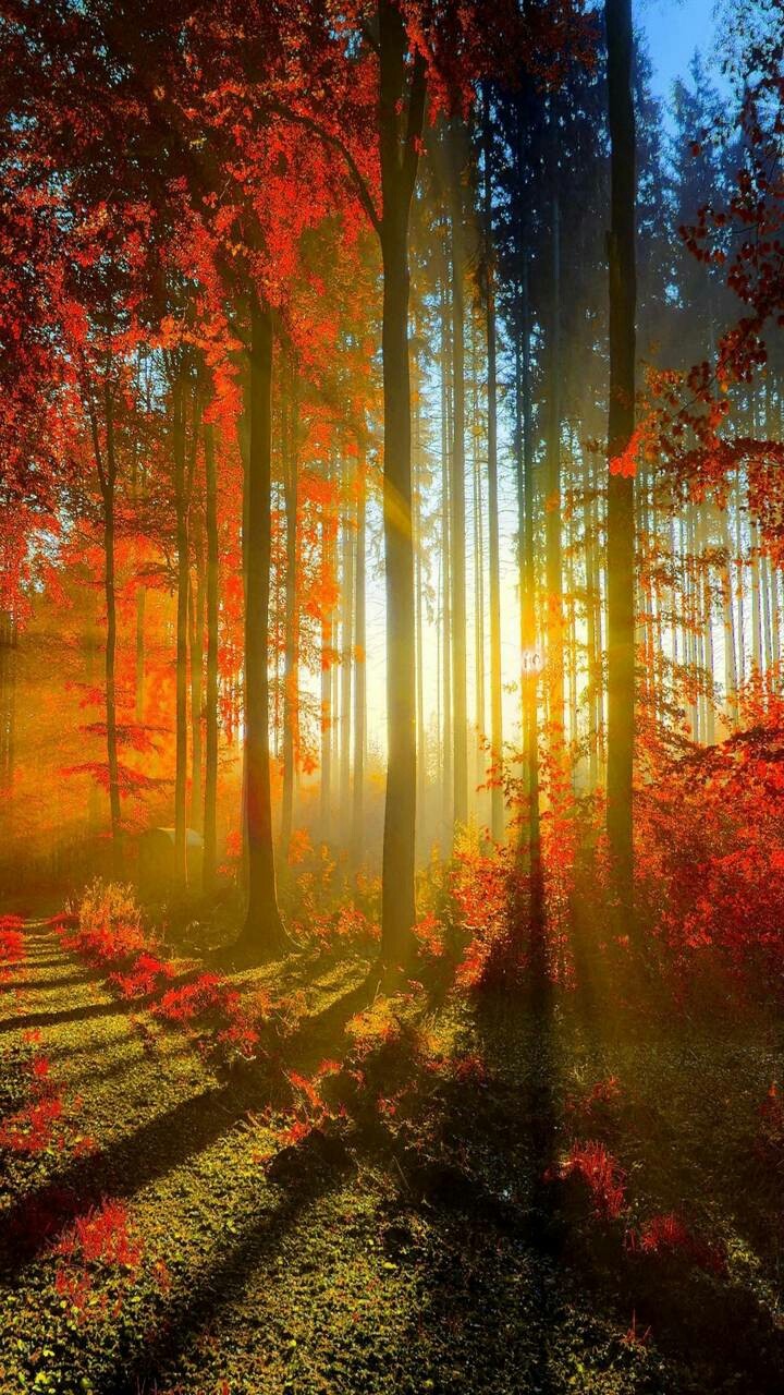 nature