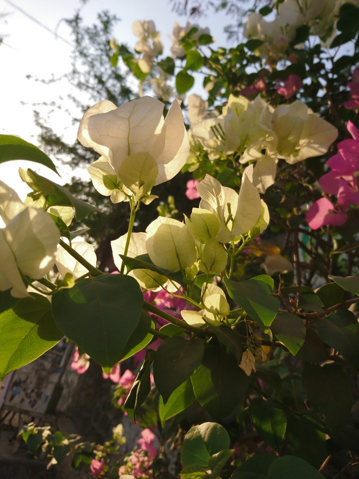 flower_power_lover