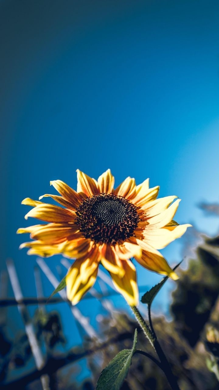 flower :-)
